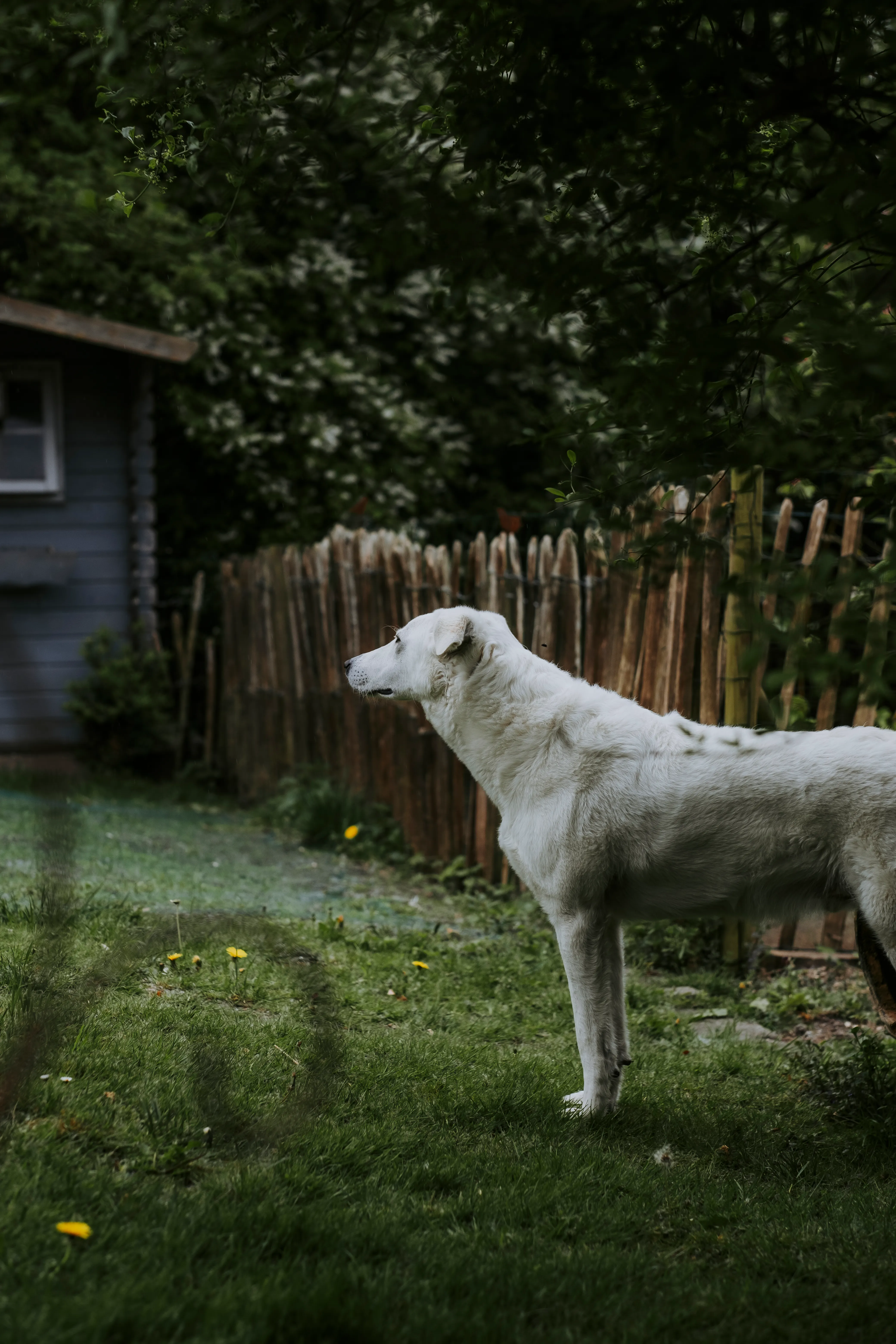 Snow, le chien des propriétaires