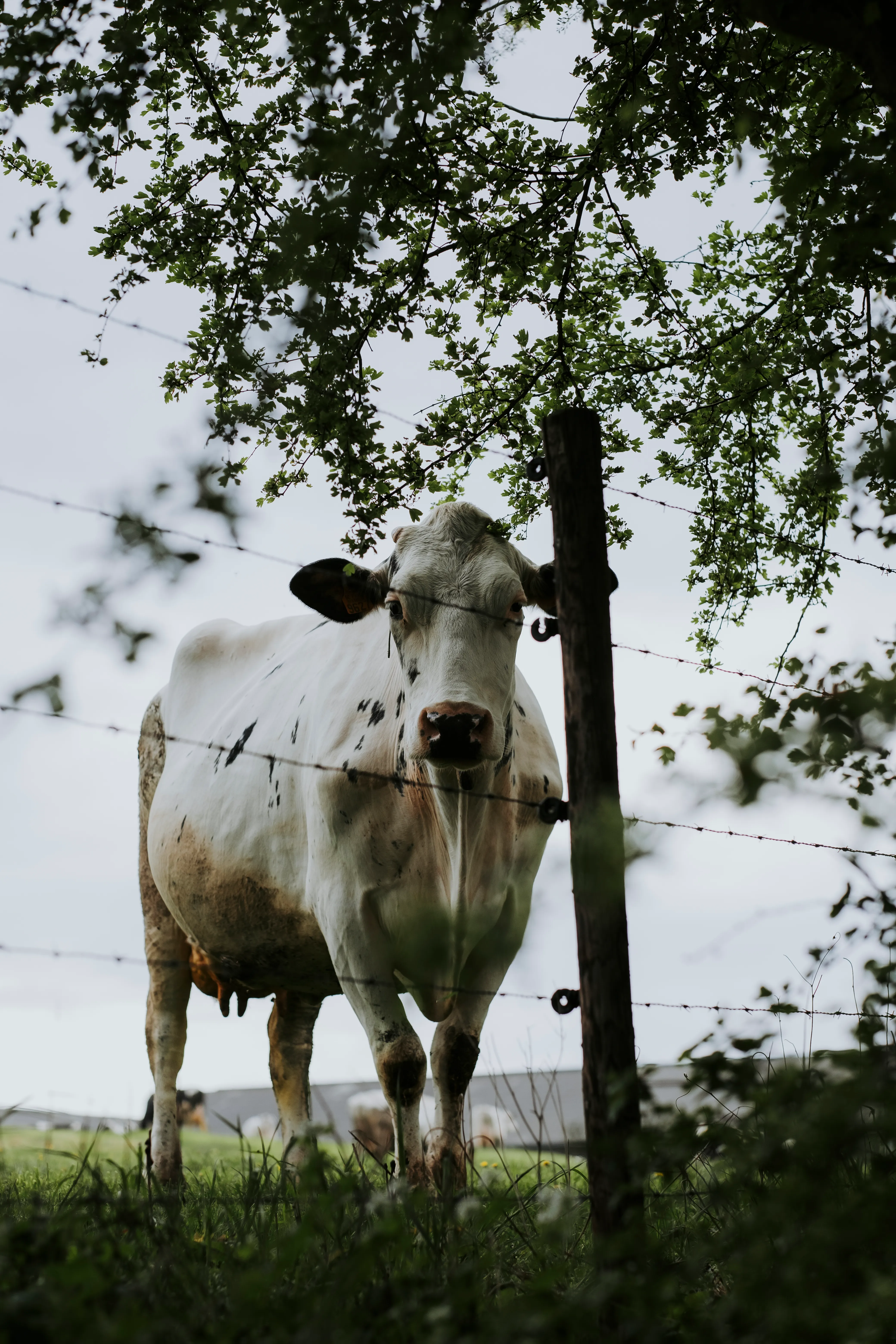 Vache des prairies voisines