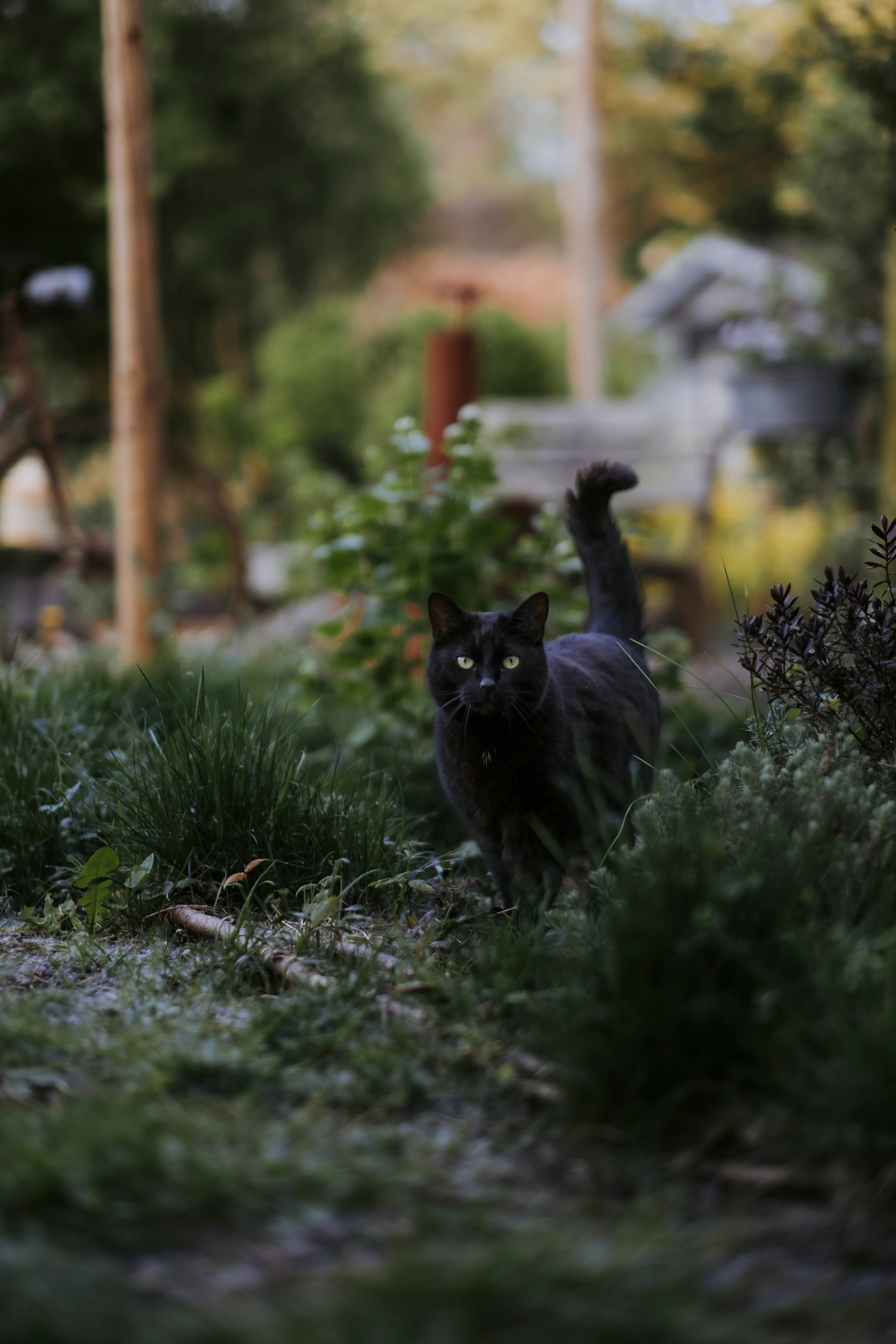 Zette, la chatte des propriétaires